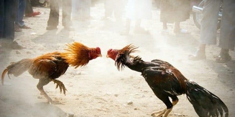 Điểm nổi bật của đá gà bwing