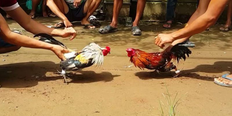 Một số kinh nghiệm chơi đá gà bwing