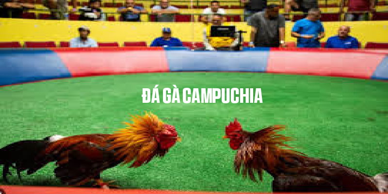 Đá Gà Campuchia - Hình Thức Cá Cược Đỉnh Cao Tại BWING