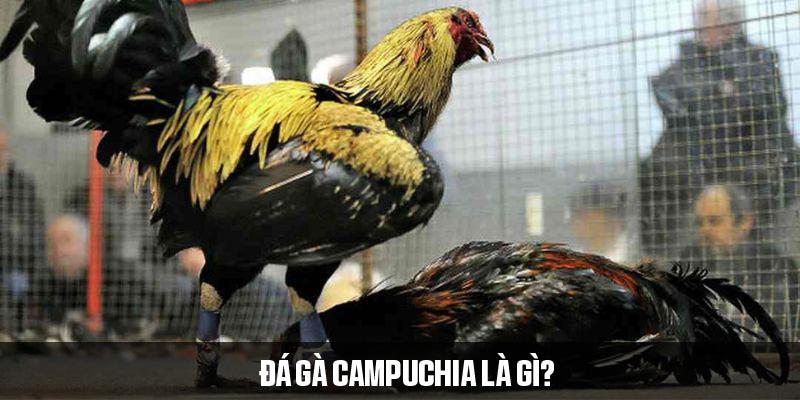 Giới thiệu hình thức đá gà hợp pháp tại Campuchia 