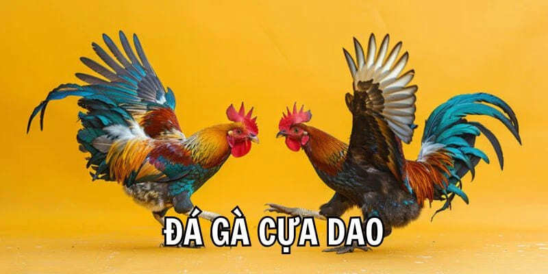 Bí Quyết Chơi Đá Gà Cựa Dao Dễ Thắng Dành Cho Người Mới