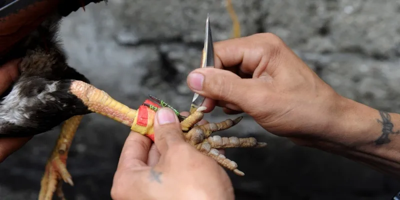 Giới thiệu loại hình đá gà cựa dao tại Bwing