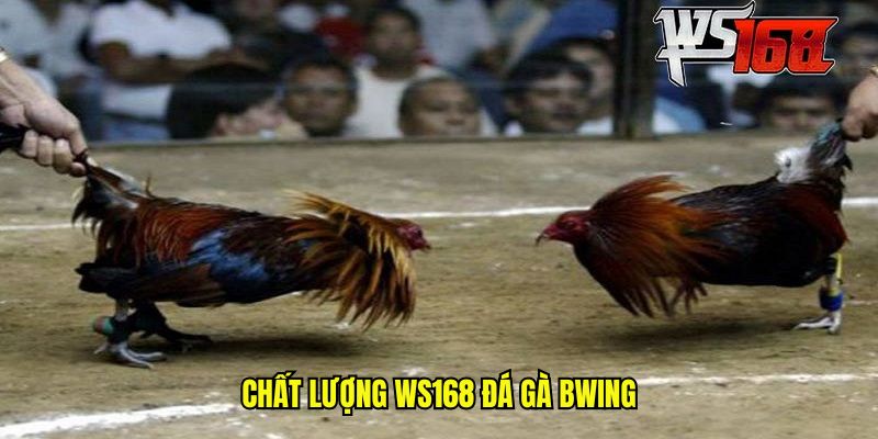Chất lượng WS168 đá gà BWING