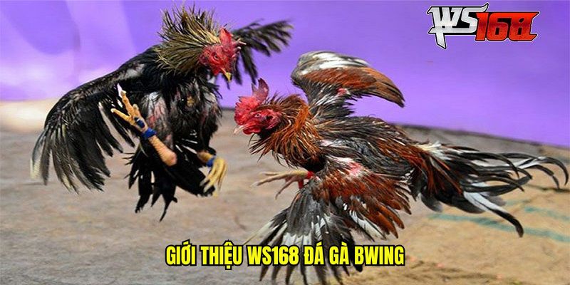Giới thiệu WS168 đá gà BWING