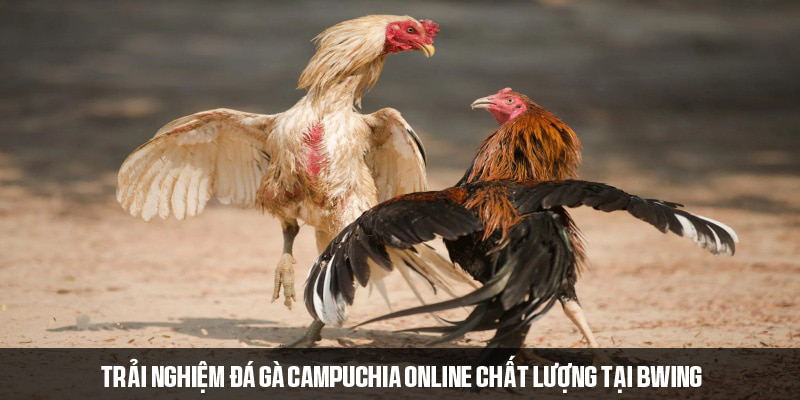 Ưu điểm và cách chơi đá gà tại nhà cái uy tín BWING 